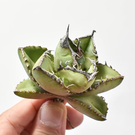 アガベチタノタ 南アフリカダイヤモンド SAD 発根済 OC ② アガベ