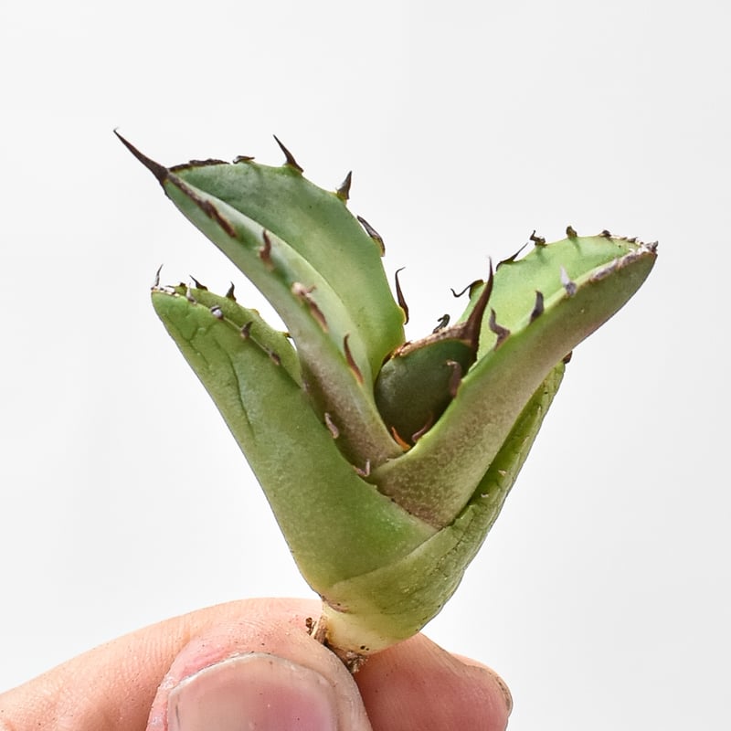 アガベ チタノタ 