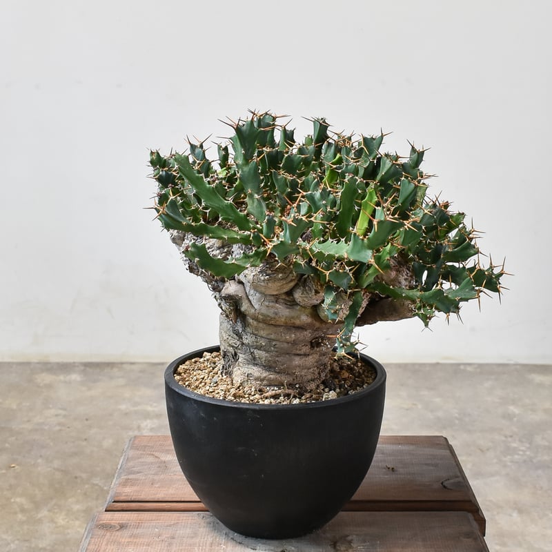 ユーフォルビア クラビゲラ 