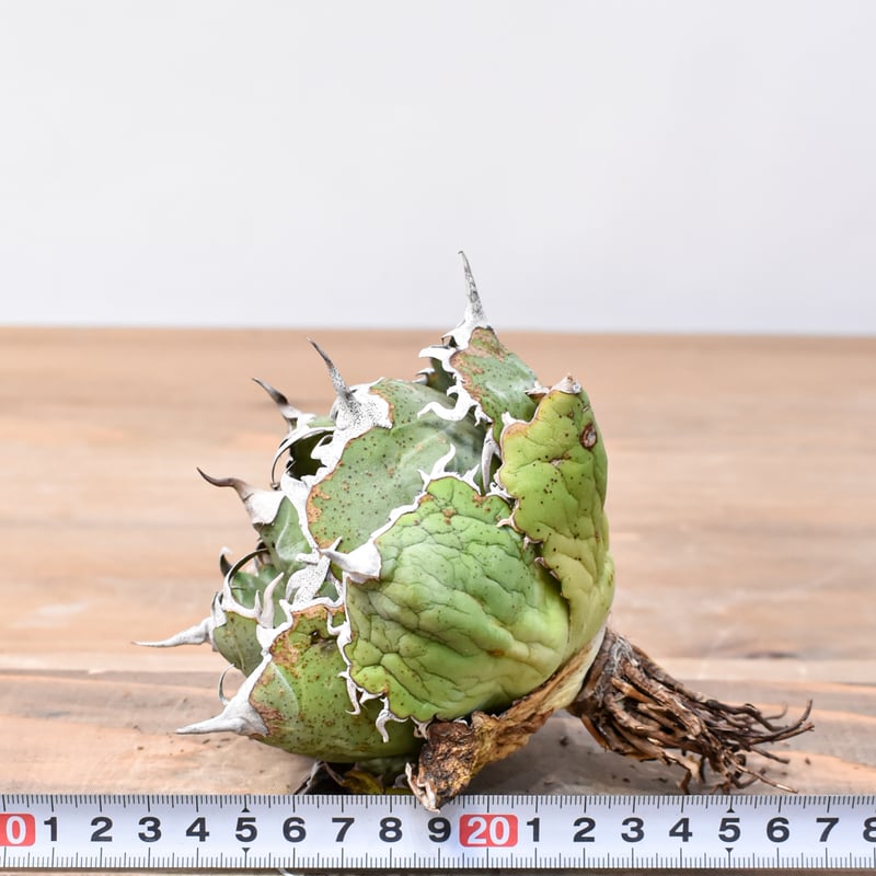 アガベ チタノタ “精品老白鯨” 【台湾 dragon agave産/抜き苗/中