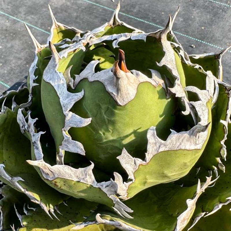 アガべ チタノタ 