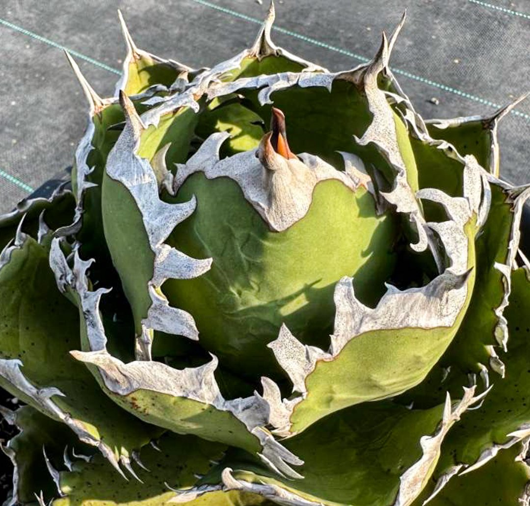 アガべ チタノタ 