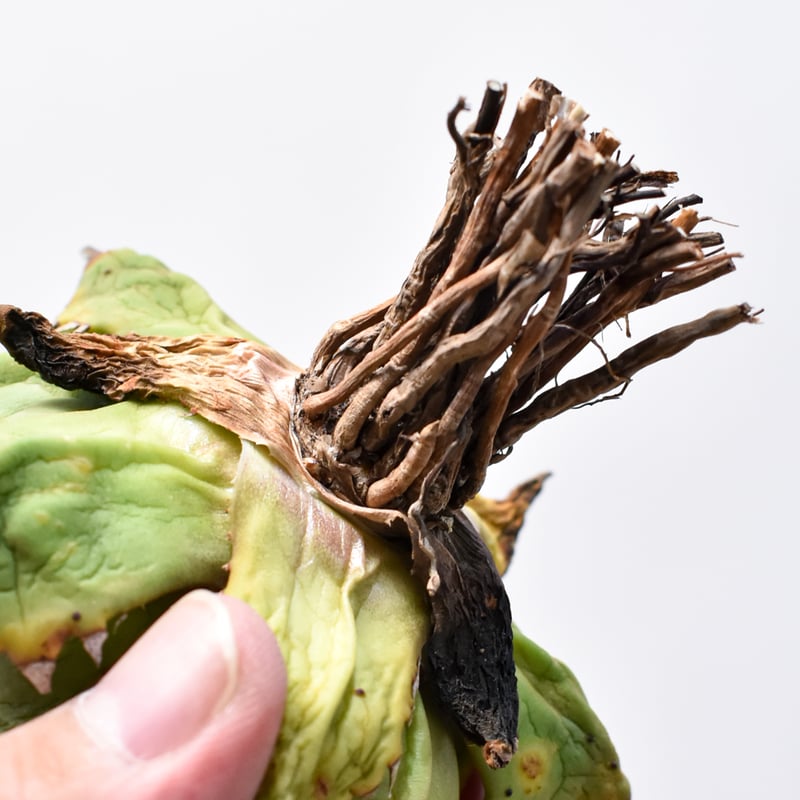 12点　miko様　チャウヌタペストリー spJ3EcCuzEmNw2zv1tImJbwcEKe3O7