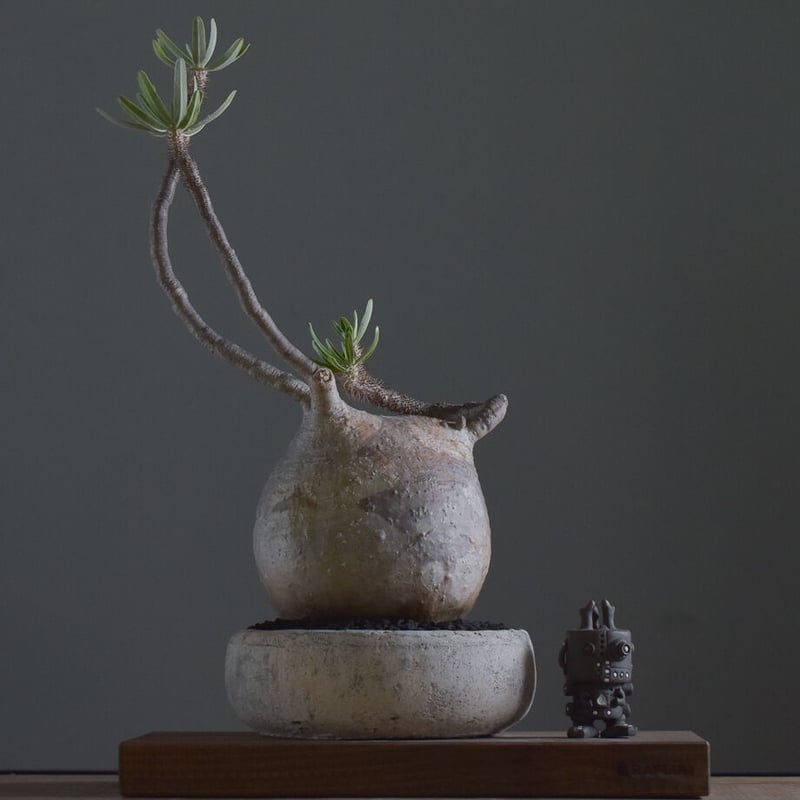 パキポディウム グラキリス 中株 超良型 コレクション パキポディウム グラキリス 中型【イチ押し！パキポディウム系の