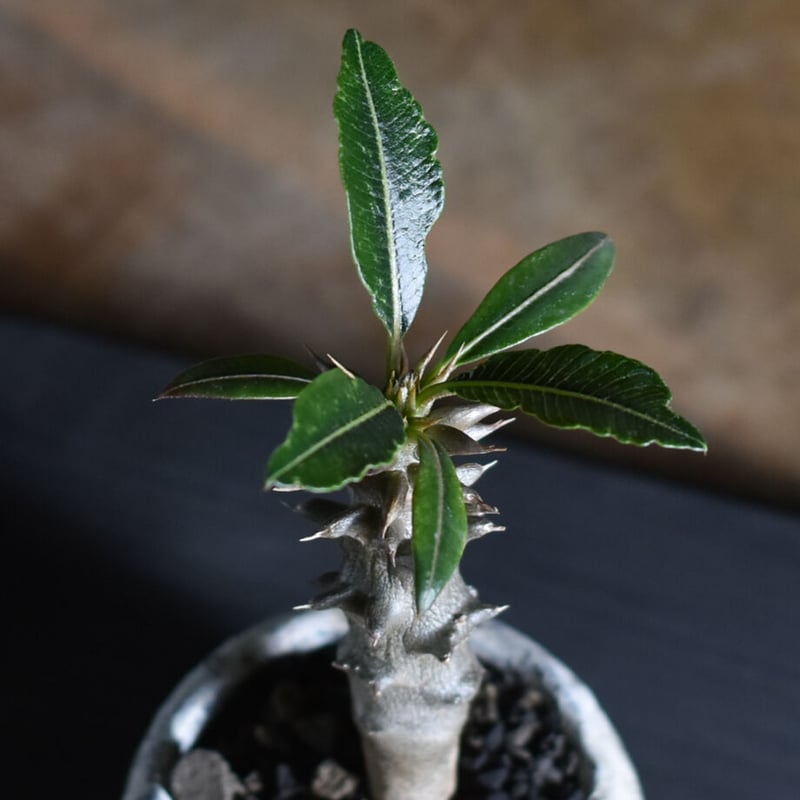 パキポディウム バロニー Sサイズ【激レア希少株！ぷっくりとした塊根