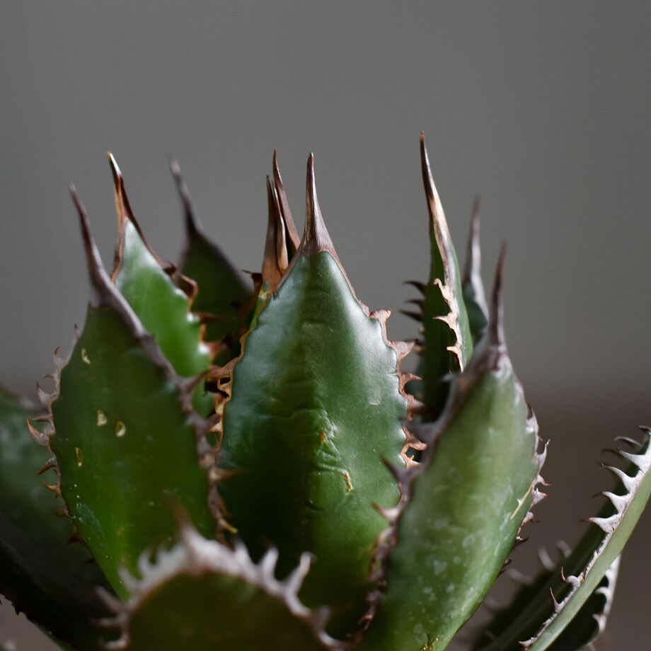 アガベ ホリダ【説明不要の超人気株！ワイドリーフ！鋸歯の鋭さ！文句