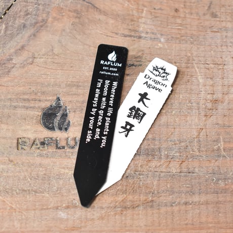 アガべ チタノタ  "大鋼牙" 【台湾 dragon agave産/抜き苗販売/子株】85
