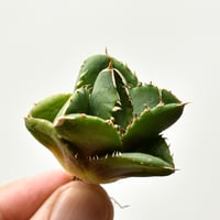 アガベ チタノタ FO-76 