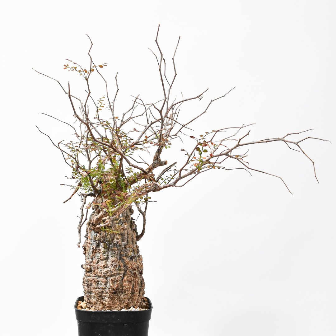 【現地球／発根済】王蟲 オペルクリカリア パキプス（極上）ODDROOTS管理株 RAFLUMコレクション】オペルクリカリア パキプス 【現地球/発根