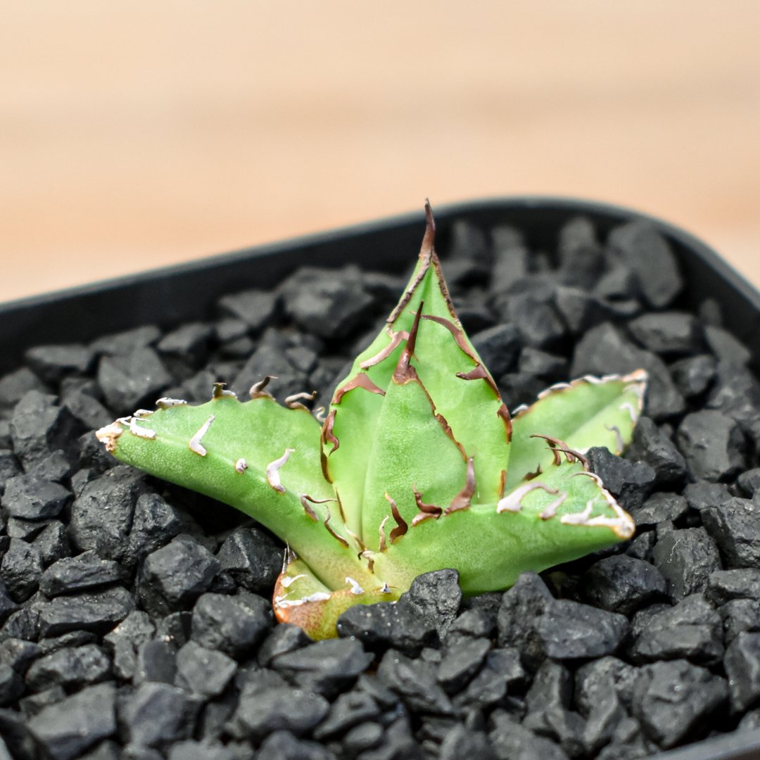 アガベ Dennis hybrid ホリダ×鬼爪（026） 