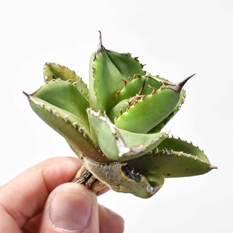 アガベ チタノタ 