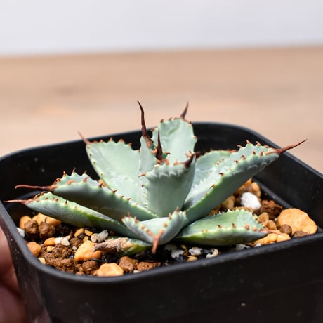 アガベ ハイブリット 日系イシスメンシス×象牙妖炎（陽炎エボリ）【台湾botanical_seeker産】RF25011406