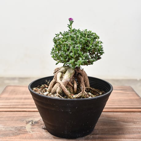 陶器鉢付き！トリコディアデマ ブルボスム 姫紅小松 Trichodiadema