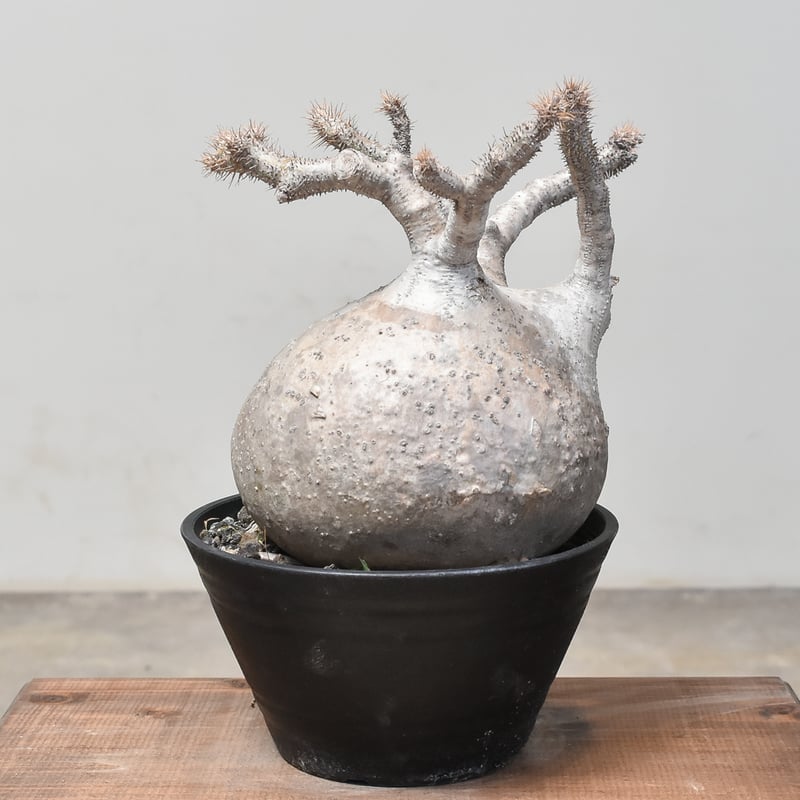 パキポディウム グラキリス (発根済み) RF232013 | RAFLUM / ラフラム｜