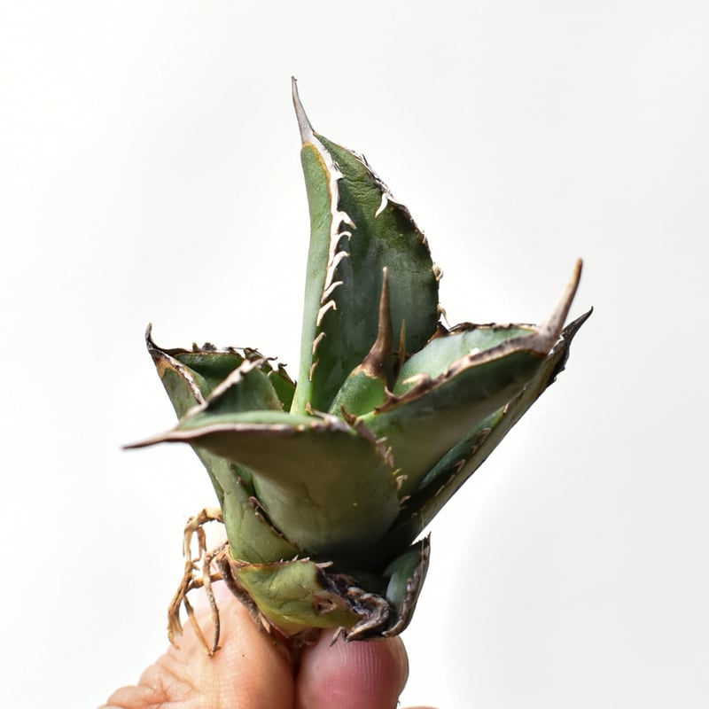 アガベ オテロイ 