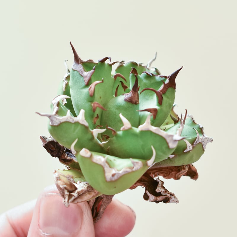 宅配便配送 グリーンドラゴン アガベ 大株 観葉植物 抜き苗発送 7号 