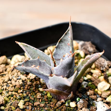 アガベ ハイブリット "邪霊" (特白肌怒雷神×血妖) 【台湾huplants2010産/子株販売】RF25012066