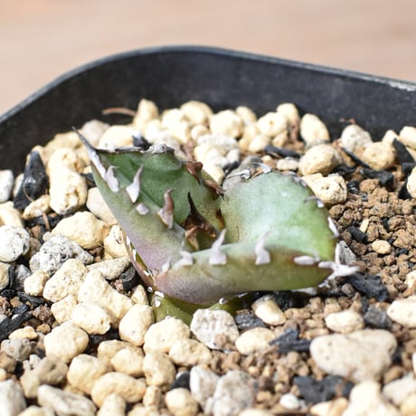 オアハカオテロイ | STORES