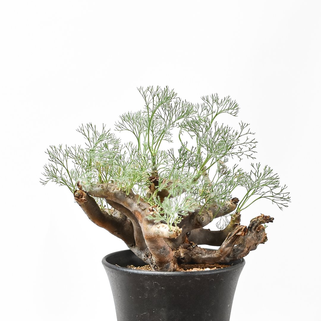 サルコカウロン ムルチフィズム 