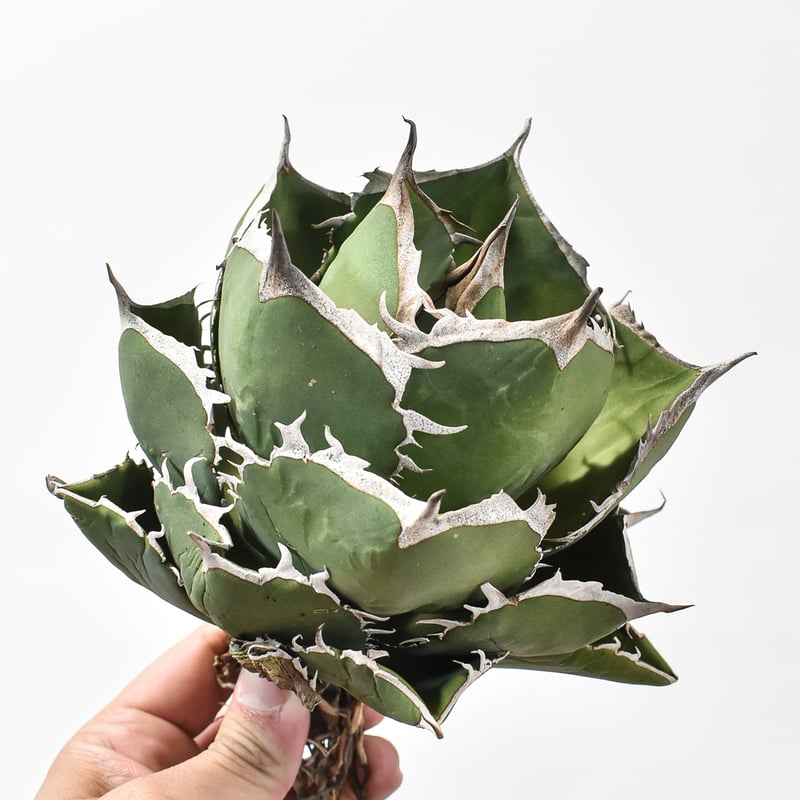 アガベ チタノタ 