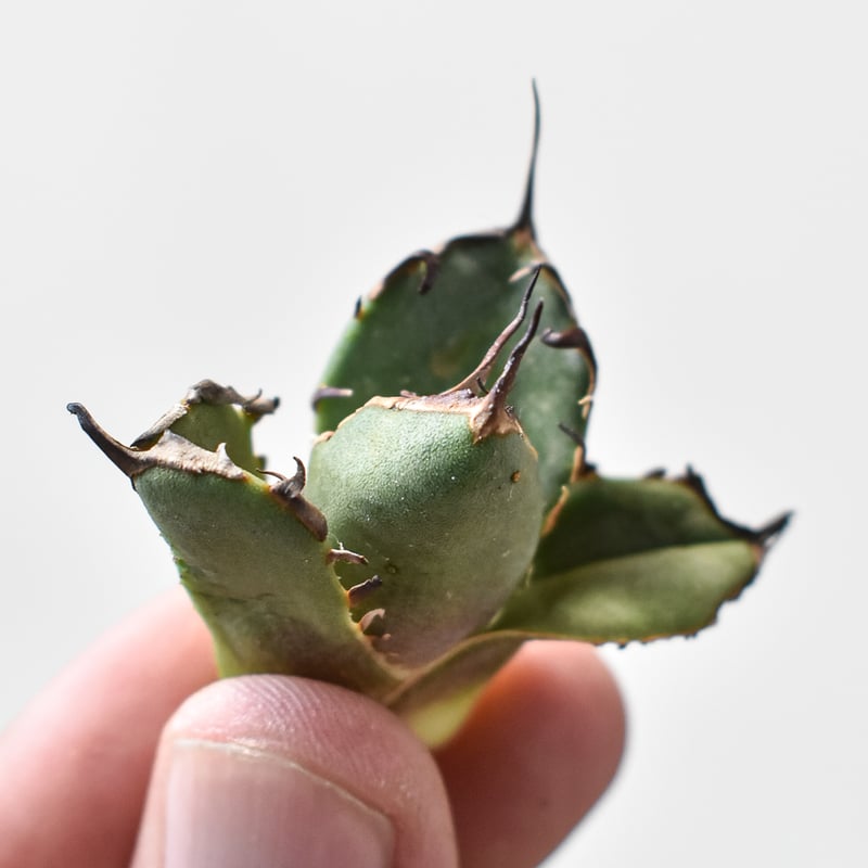 アガベ チタノタ 