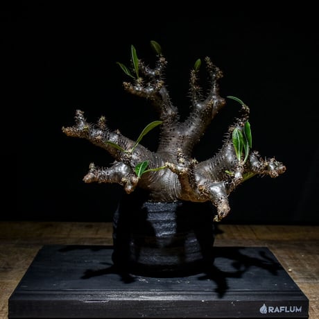 直接引き取り限定 超特大 パキポディウム マカイエンセ 当方管理8年程