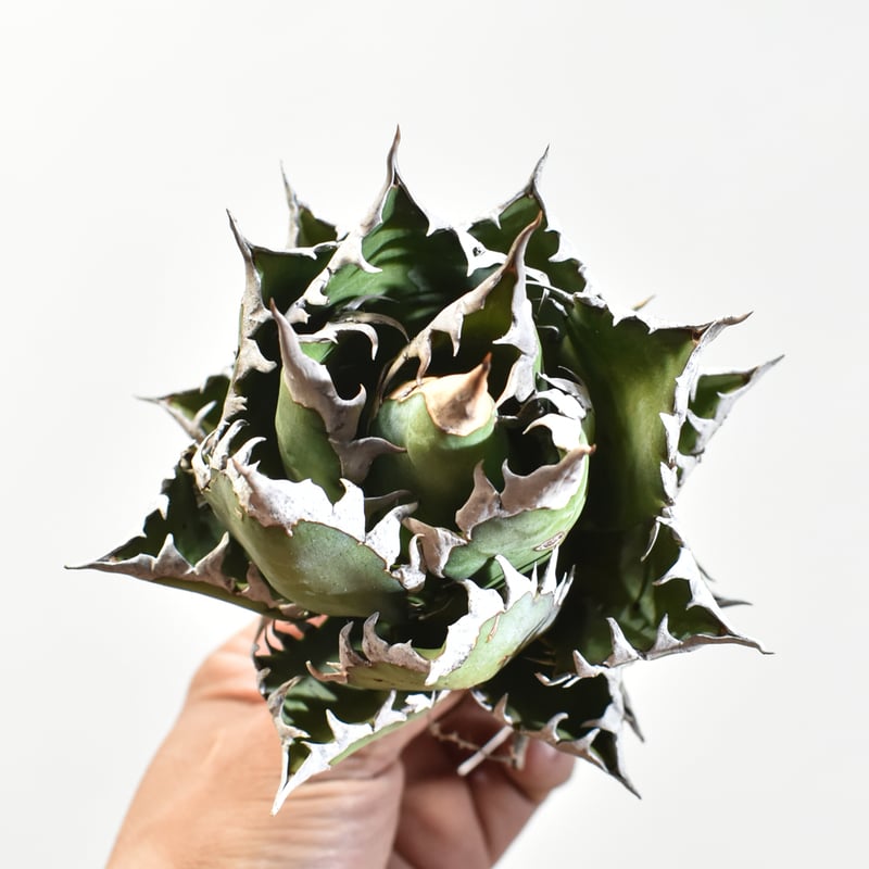 オテロイ実生選抜【極】アガベチタノタ 【公式通販】