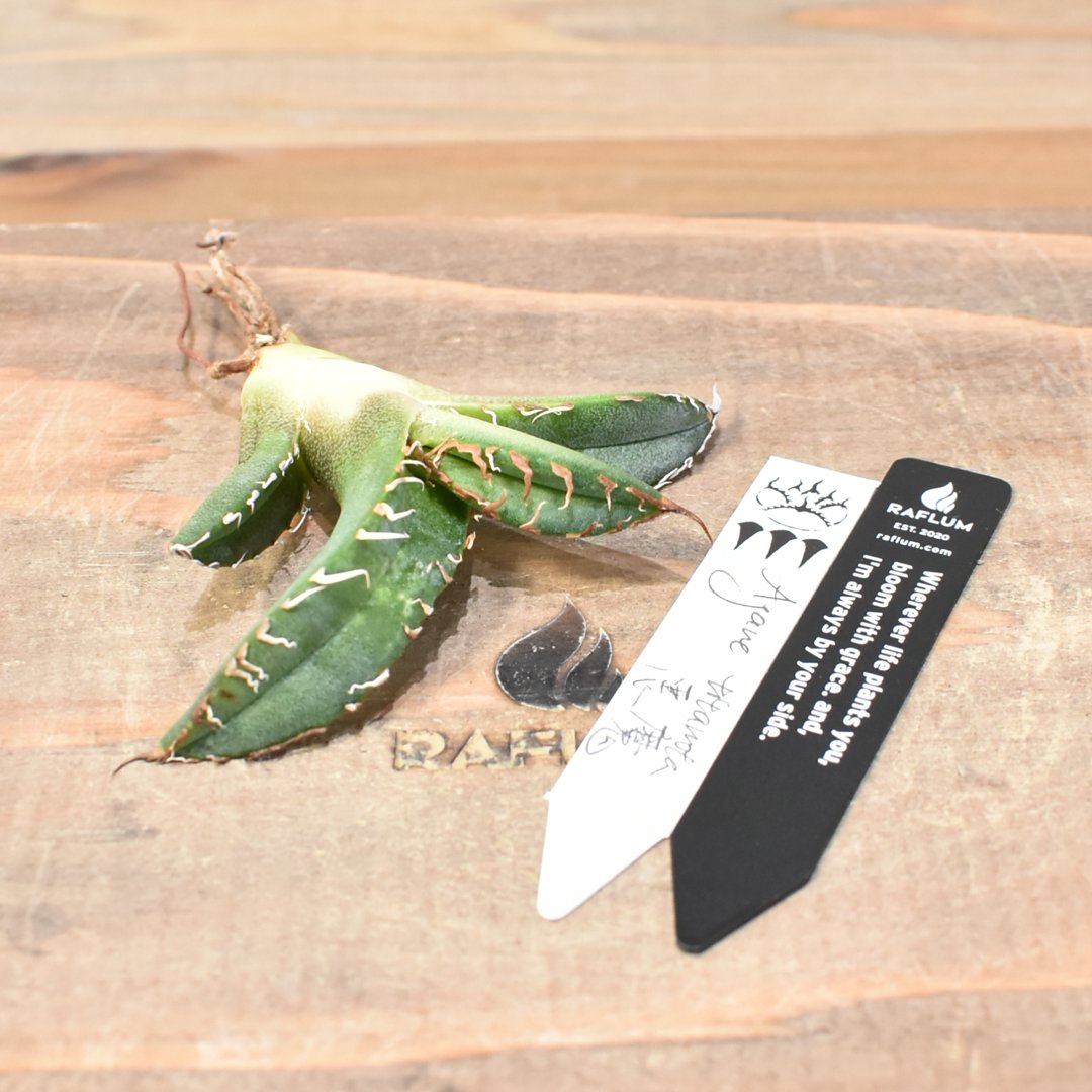 アガベ チタノタ DENNIS 