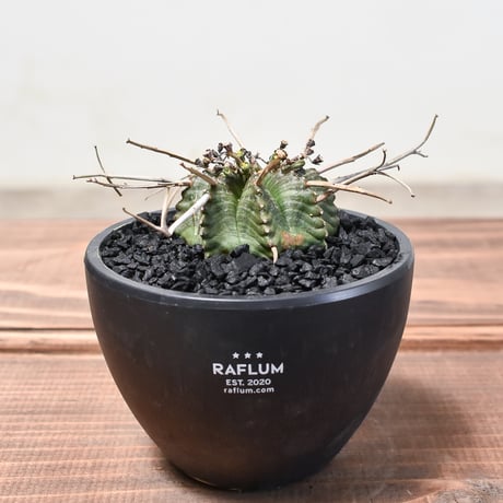 CATEGORY バリダ | RAFLUM / ラフラム｜東京、大阪の塊根植物