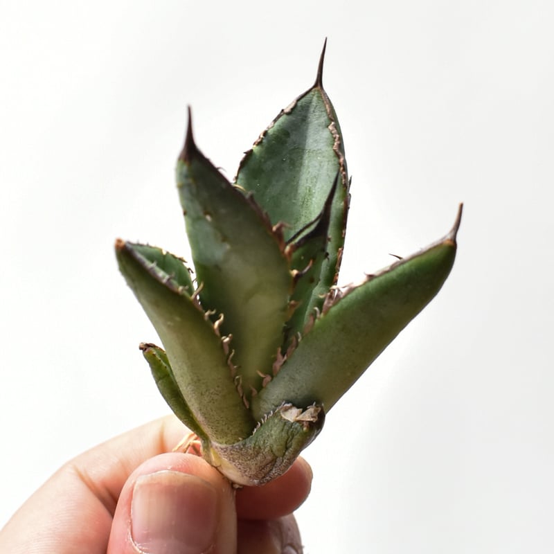 アガベ オテロイ 