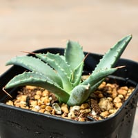 アガベ チタノタ オテロイ 