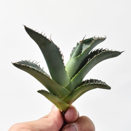 CATEGORY アガベ チタノタ 白悪魔 | RAFLUM / ラフラム｜東京、大阪の