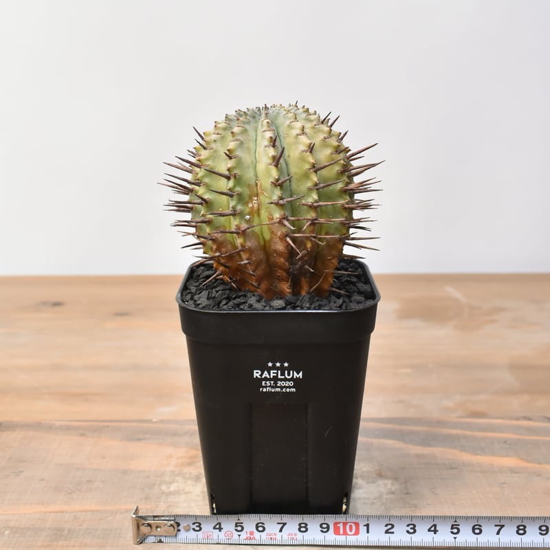 ユーフォルビア ホリダ 