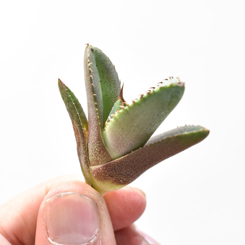 アガベ チタノタ 