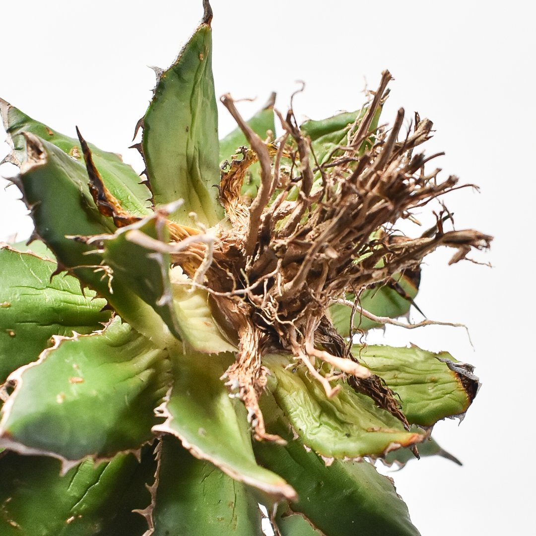 28 アガベ ホリダスタッズ 極上強棘ブラックスパイン裏棘ボールタイプ