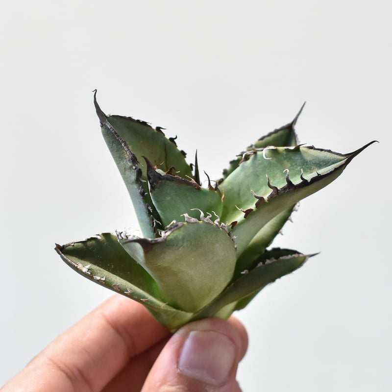 アガベ チタノタ スペード 