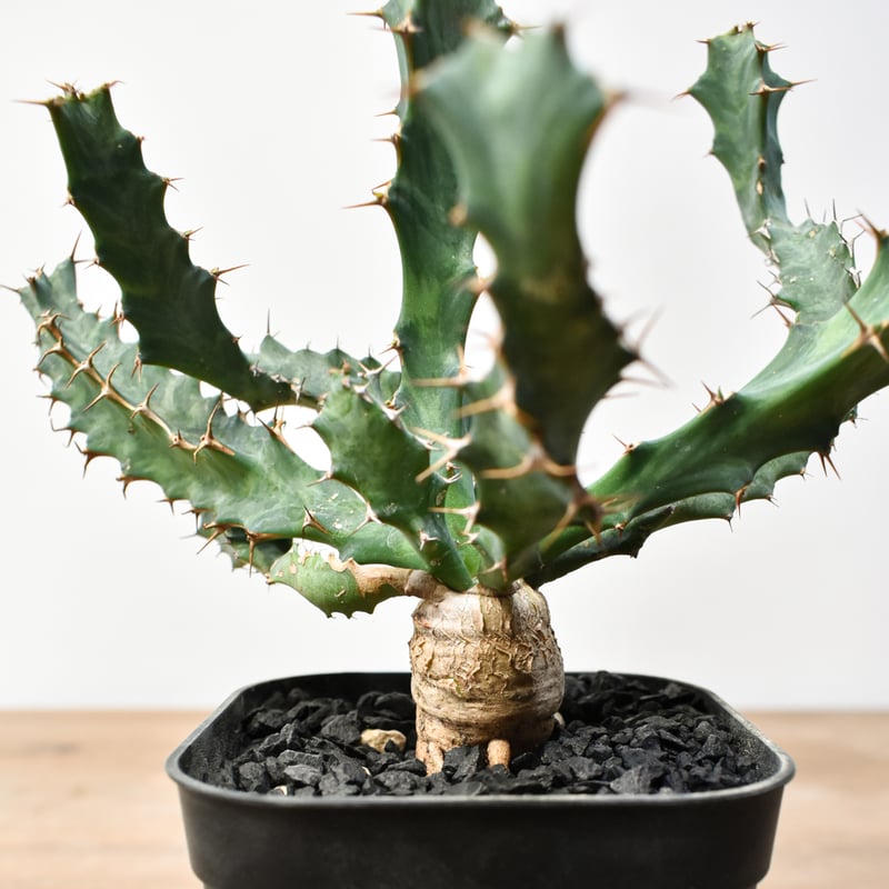 ユーフォルビア クラビゲラ【実生】 RFHK25011506 | RAFLUM / ラフラム