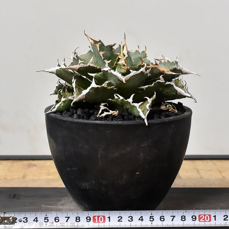 アガベ チタノタ 