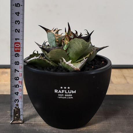 アガベ チタノタ アガベ チタノタ “阿修羅” “阿修羅丸”  (発根済み) RF230046（T）