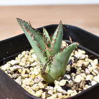 アガベ チタノタ FO-76 