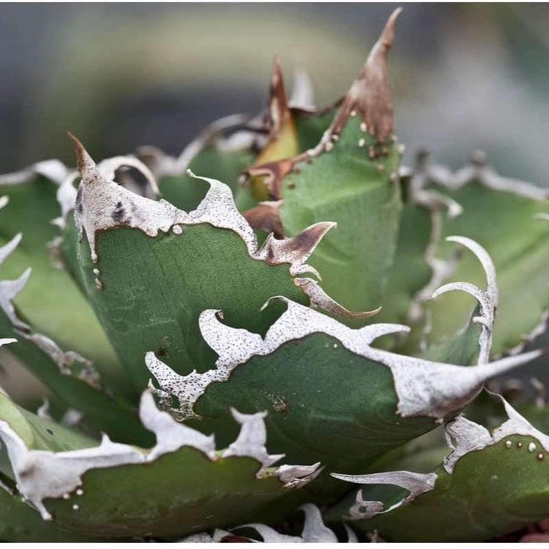 アガベ チタノタ 