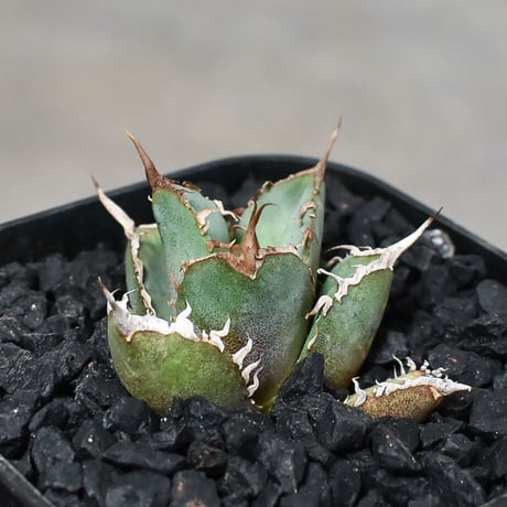 アガベ チタノタ "シャークソウイ" 【発根済み/子株】 RF231487(T)