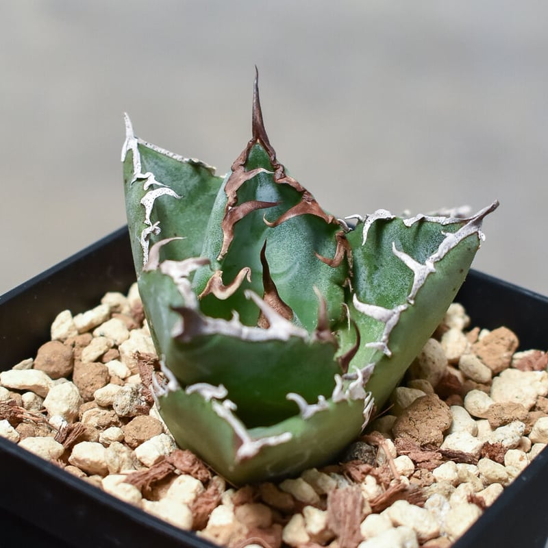 アガベ チタノタ 