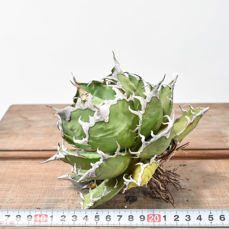 【5CLAW】アガベ チタノタ シーザー / 精品凱撒 【台湾 dragon agave産/大株/抜き苗】A DG2402816(T)