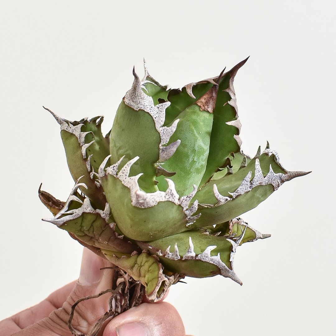 チタノタ　アガベ　台湾Lize産　レッドキャットウィーズル 紅猫 アガベ チタノタ 