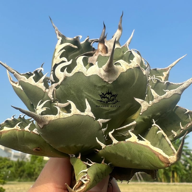 アガベ チタノタ 小島白刺【台湾 dragon agave産/抜き苗/中株 アガベ チタノタ 小島白刺【台湾 dragon agave産/抜き苗/中株