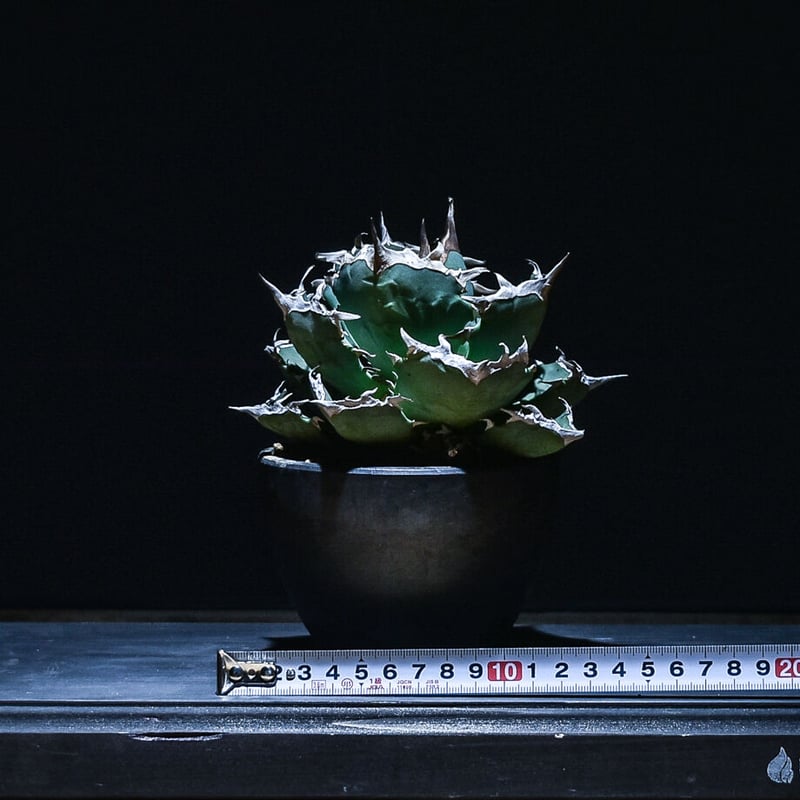 Agave 螃蟹 アガベ カニ 発根済み