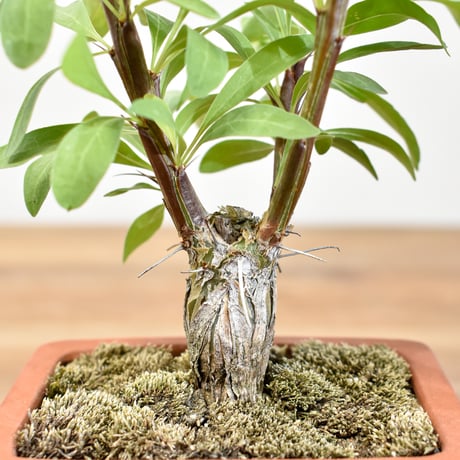 【“WACK” ON YOUR SIDE】フォークイエリア ファシクラータ WACK-A107