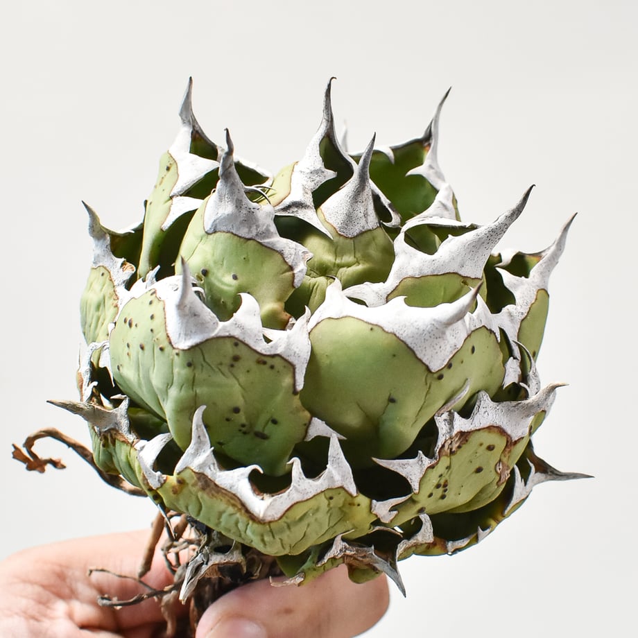 66fd2dc265f66507eb7df96e