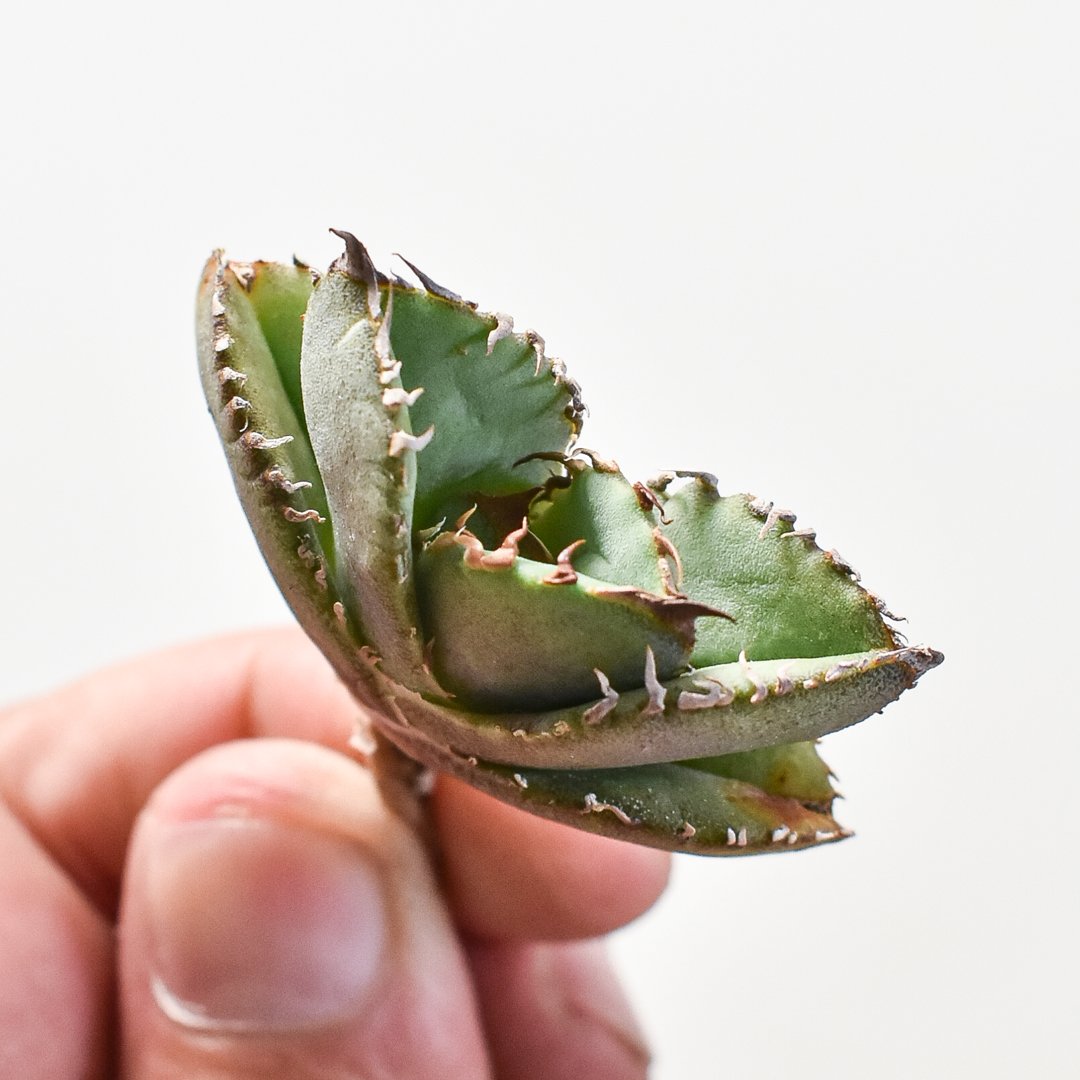 King 子株② 皇冠系 アガベ チタノタ 根あり 【公式通販】